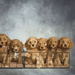 Cavapoo and Goldendoodle Puppies from Regal Doodles