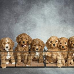 Cavapoo and Goldendoodle Puppies from Regal Doodles
