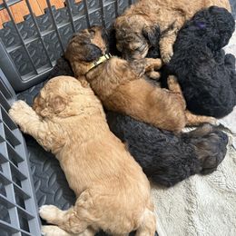 Bernedoodle Puppies from Triple W Doodles