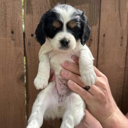 Buttermilk - Black white and tan female Cockapoo puppy in Ladera Ranch, California from Cookie Cocker Farms