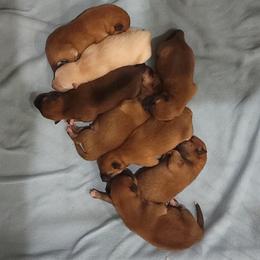 Shiba Inu Puppies from Veronika's Shiba Inus