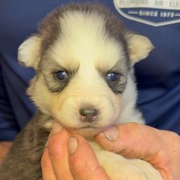 Diva - Black and white female Pomsky puppy in Spring Hill, Florida from PDQ Pomskies
