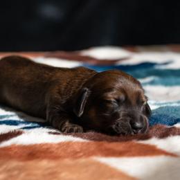 Harry - Red male Dachshund puppy in Momence, Illinois from Happy Little Doxies