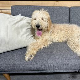 Todd-Professionally trained - Cream Goldendoodle puppy in Minerva, Ohio from Milligan Valley Goldens & Doodles