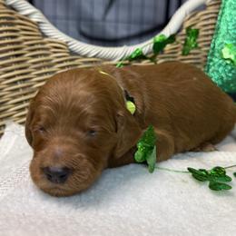 Light Green - Chocolate female Goldendoodle puppy in Clermont, Florida from Da Ruba Doodles