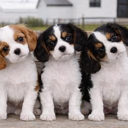 Cavalier King Charles Spaniels and Cavapoos from Middle Creek Ranch