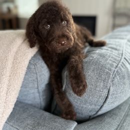 Russet - Chocolate male Goldendoodle puppy in Soddy Daisy, Tennessee from The W Doods