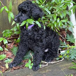 Fryderyk - Black male Poodle puppy in Hartselle, Alabama from Phare Poodles