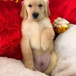 Golden Retriever Puppies from American True Golden retriever