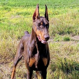 Amber - Doberman Pinscher