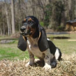 Jackson - Black brown and white male Basset Hound puppy in Newton Grove, North Carolina from MGA Basset Hound