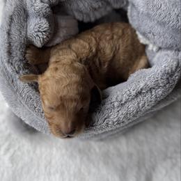Honey Bun - Red female Cavapoo puppy in Tolono, Illinois from The Golden Rule Doodles