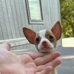 Tiny Misty - Gold and white female Chihuahua puppy in Alvord, Texas from Gift of Gods Favor
