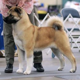 Akita All Grown Up from Mayoke Akitas