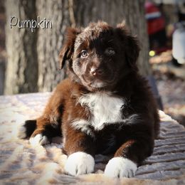 Pumpkin - Red & white Australian Shepherd puppy in Coldwater, Michigan from Northern Star Australian Shepherds