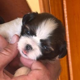Missy - Black gold and silver female Shih Tzu puppy in Sutton, West Virginia from Meadow Lane Pups