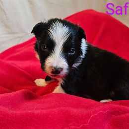 Girl 2 - Border Collie puppy from On the Lamb