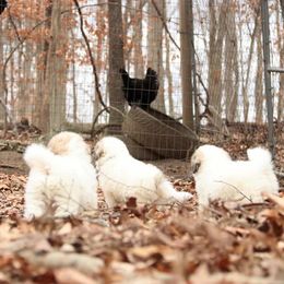 Great Pyrenees and Leonberger Puppies from Easter Acres