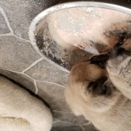 Pug Puppies from KNGZ Kennel