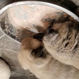 Pug Puppies from KNGZ Kennel