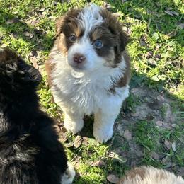 Fontina - Red tri-color female Miniature American Shepherd puppy in Groesbeck, Texas from Empire Miniature American Shepherds