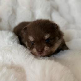 Jelly Bean - Chocolate and tan female Pomeranian puppy in San Antonio, Texas from Pom Pom Lollipop’s