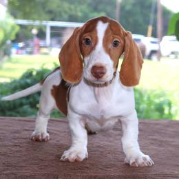 Thumper DNA Tested Purebred Parents Health Certified - Piebald male Dachshund puppy in Haines City, Florida from Divine Poodle Paradise Standard Poodles & Divine Dachshunds