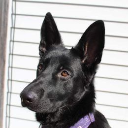 Fiadh - German Shepherd