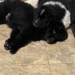 Newfoundland Puppies from Crossroads Newfoundlands