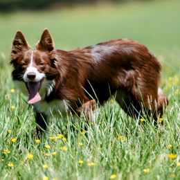 Border Collies from Vista Trails Border Collies
