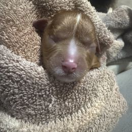 Holly - Ruby female Cavalier King Charles Spaniel puppy in Spring Hill, Florida from Wonderland Cavaliers