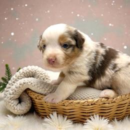 Indigo Jennings - Red merle female Australian Shepherd puppy in Statesville, North Carolina from Charming Australian Shepherds