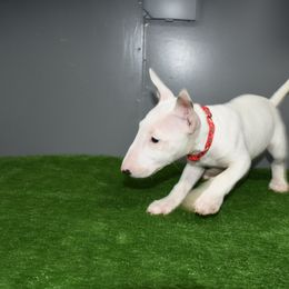 Red Collar Female - White female Miniature Bull Terrier puppy in Fontana, California from JLB Beagles & MBT