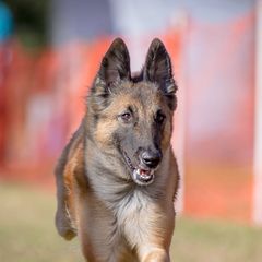 Belgian Tervuren from Aerglo Belgians