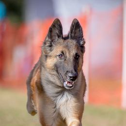 Belgian Tervuren from Aerglo Belgians