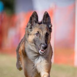Belgian Tervuren from Aerglo Belgians