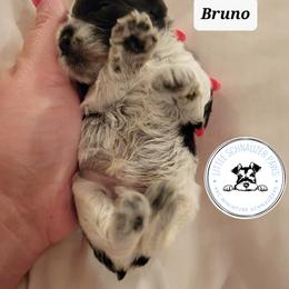 Miniature Schnauzer Puppies from Little Schnauzer Paws