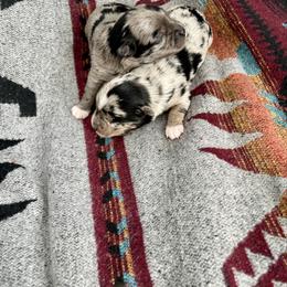 Sky - Parti female Yorkshire Terrier puppy in Bennettsville, South Carolina from Cottonwood Maltese
