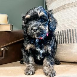 Ember - Black and tan female Cavapoo puppy in Flagstaff, Arizona from Gunstock Doodles