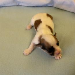 Pondo - Gold sable male Havanese puppy in Sunriver, Oregon from Contigo Havanese