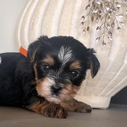 Orange Girl - Black and gold female Yorkshire Terrier puppy in Meridian, Idaho from Doodles of Idaho
