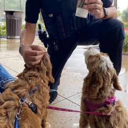 Australian Labradoodle Puppies from Cascade Canyon Labradoodles