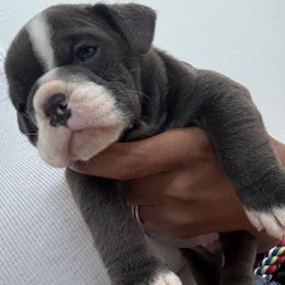 Hurley - Blue tri-color male Bulldog puppy in Rockwall, Texas from Lulu’s EB Babies
