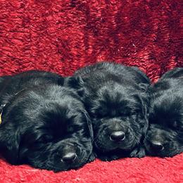 Black Girl Pink Collar - Black female Labrador Retriever puppy in Beaverdam, Virginia from Gold Heart Labradors