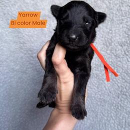 Yarrow - Bi-color male German Shepherd puppy in New Cambria, Missouri from Des Hausraben Shepherds