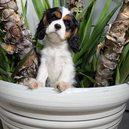 Dakota - Tri-color female Cavalier King Charles Spaniel puppy in Encinitas, California from Diamond Cavaliers