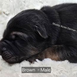 Brown - Black and tan male German Shepherd puppy in Tony, Wisconsin from Muddy Acres German Shepherds