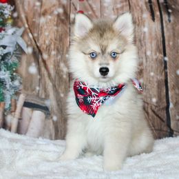 Prince Eric - Gray and white male Pomsky puppy in Centerville, Iowa from LJ Kennels Pomskies, LLC