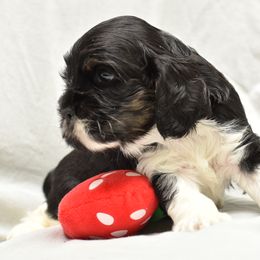 Cocker Spaniel Puppies from Minster Cocker Spaniels