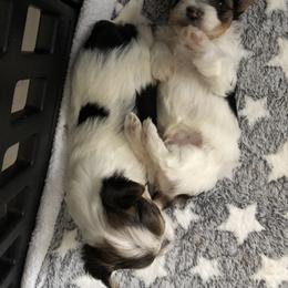Yorkshire Terrier Puppies from MagnoliaYorkies